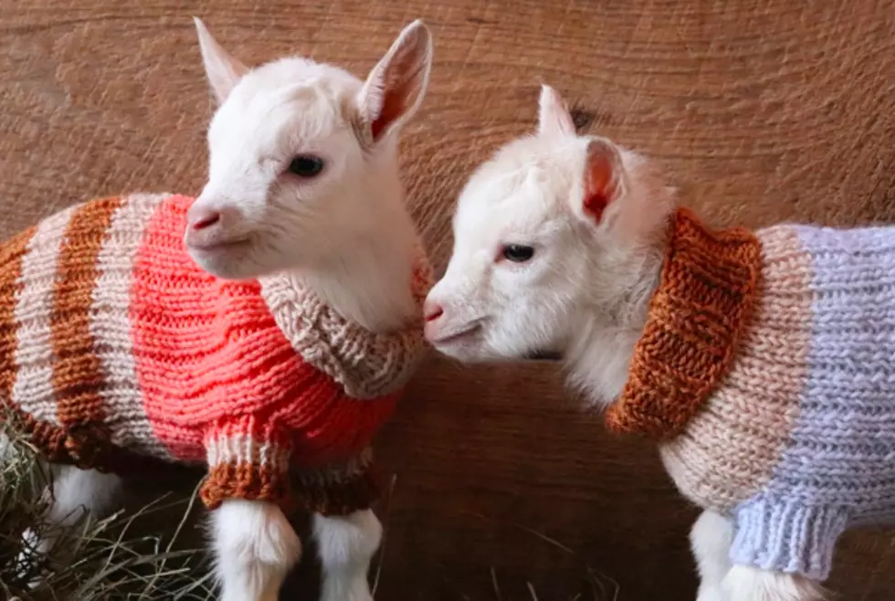 Live Stream Goat Kids in PJs and Try Not to Weep From Cuteness