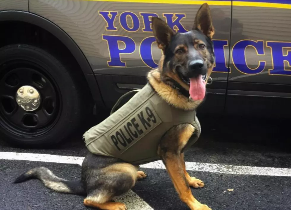 New Police Dog in York, Maine Finds Runaway Teen in Swampy Woods
