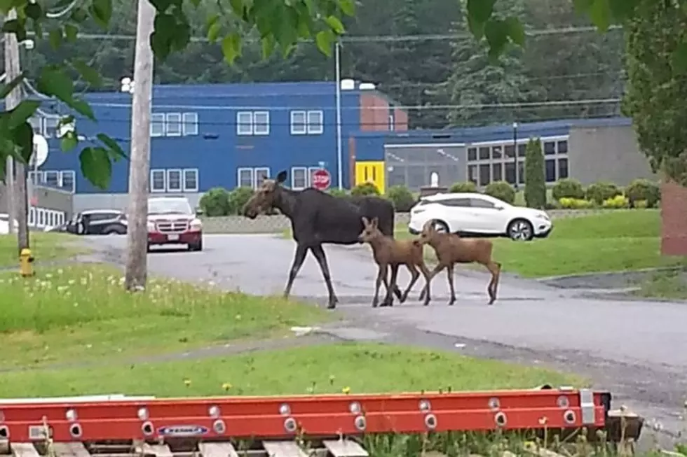 A Mother Moose and Her Calves Are Spotted Walking in Maine Town