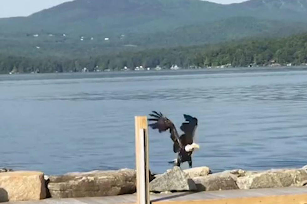 Watch a Bald Eagle Swim to Shore in New Hampshire