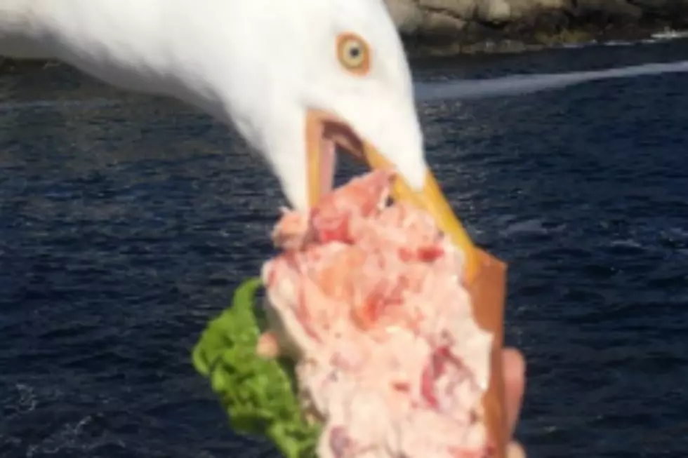 Seagull Steals Tourist's Lobster Roll Out of Her Hand!