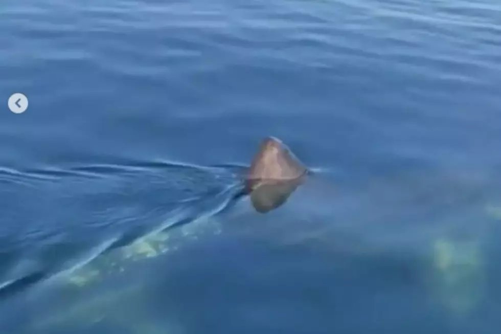 Watch Mainers Fishing Freak Out When They See a Big Shark in York
