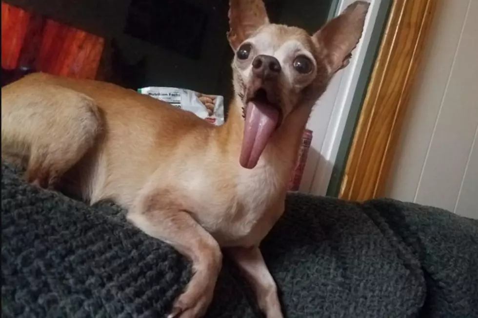 This Little Maine Dog Is Competing to Be The World's Ugliest Dog