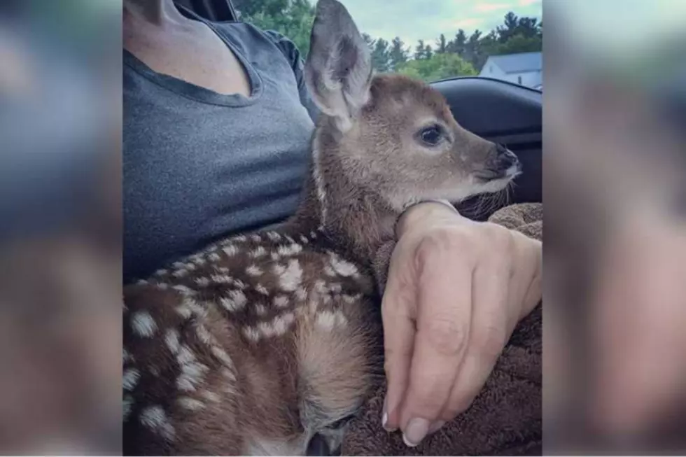 Fawn Found Crying Next to Mother Killed by a Car in NH