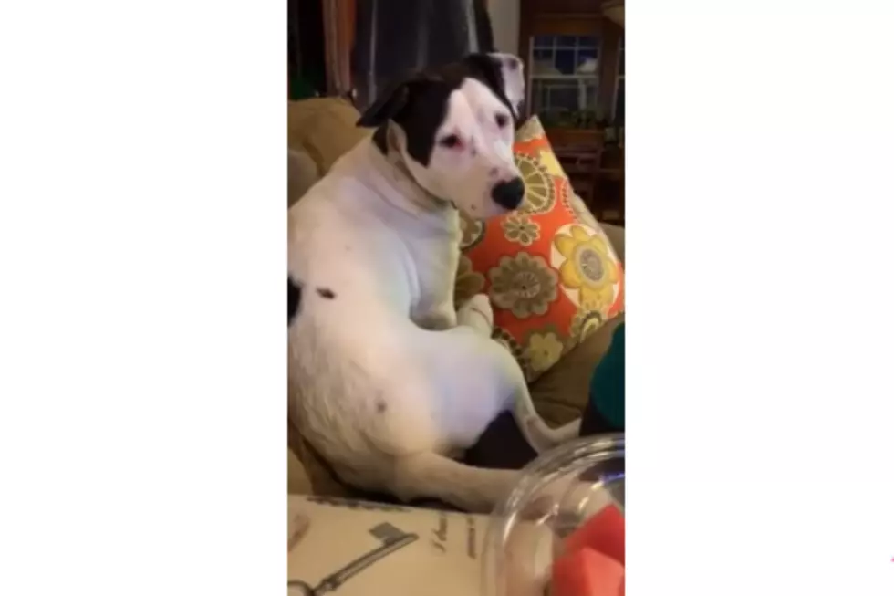 Watch a South Portland Dog Surprised When She Farts