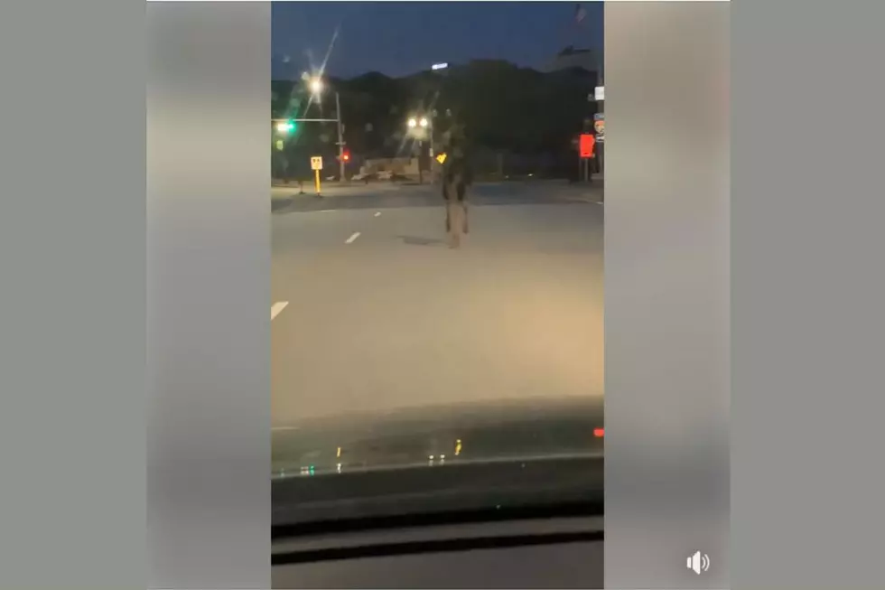 Watch a Moose Cross the Bridge Between Auburn and Lewiston