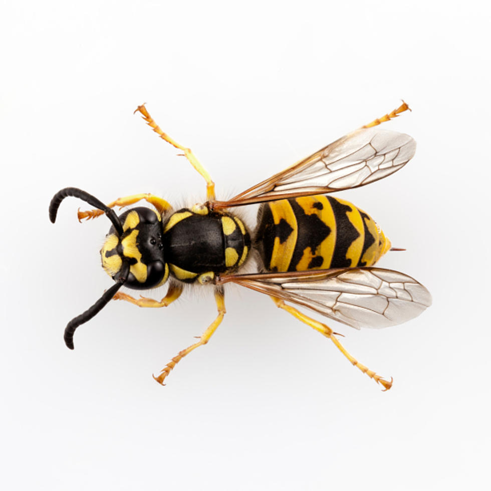 Maine Forest Service Will Use Wasps to Fight Off Invasive Pests