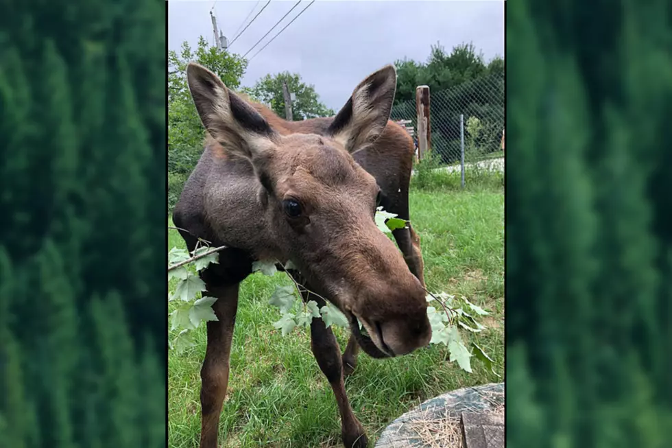 Maggie The Rescued Baby Moose at Maine Wildlife Park Has Died