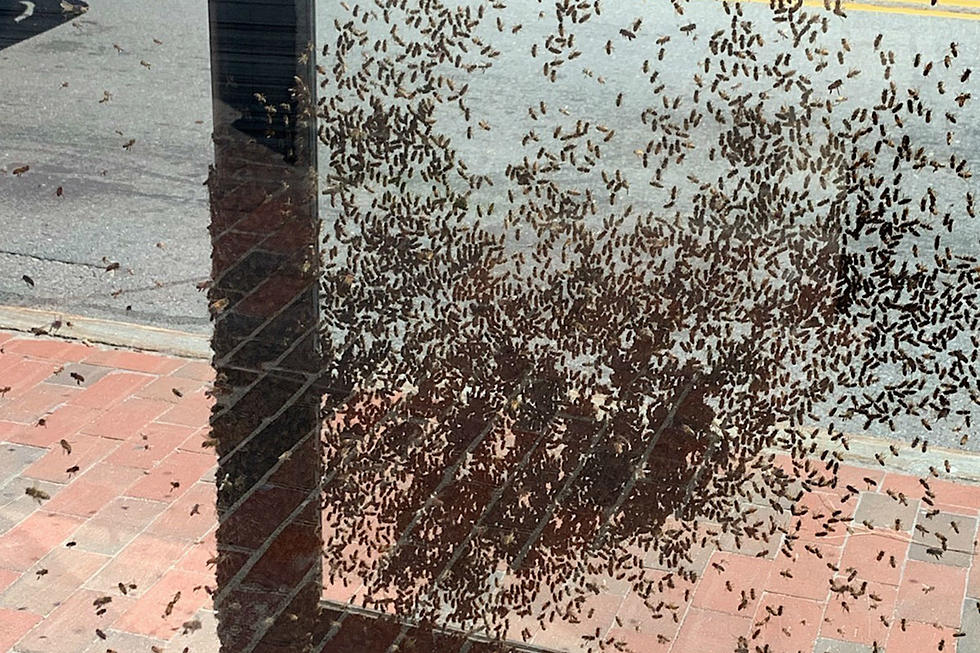 A Swarm of Bees Covered a Metro Bus Shelter in Portland
