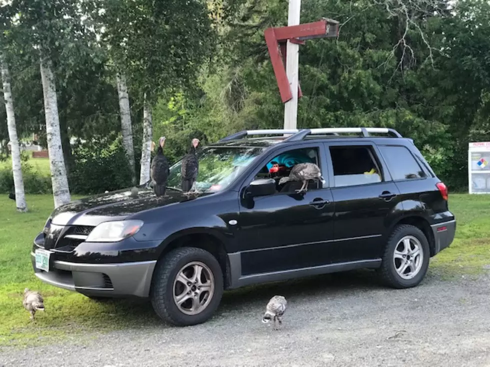 Beware of Turkeys Breaking into Cars in Maine&#8230;Turkeys?
