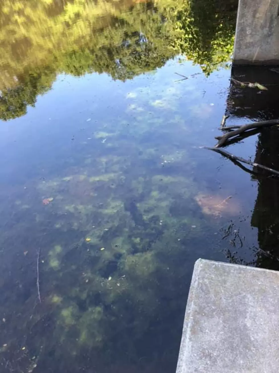 Dog-Killing Algae Found in Popular South Portland Park
