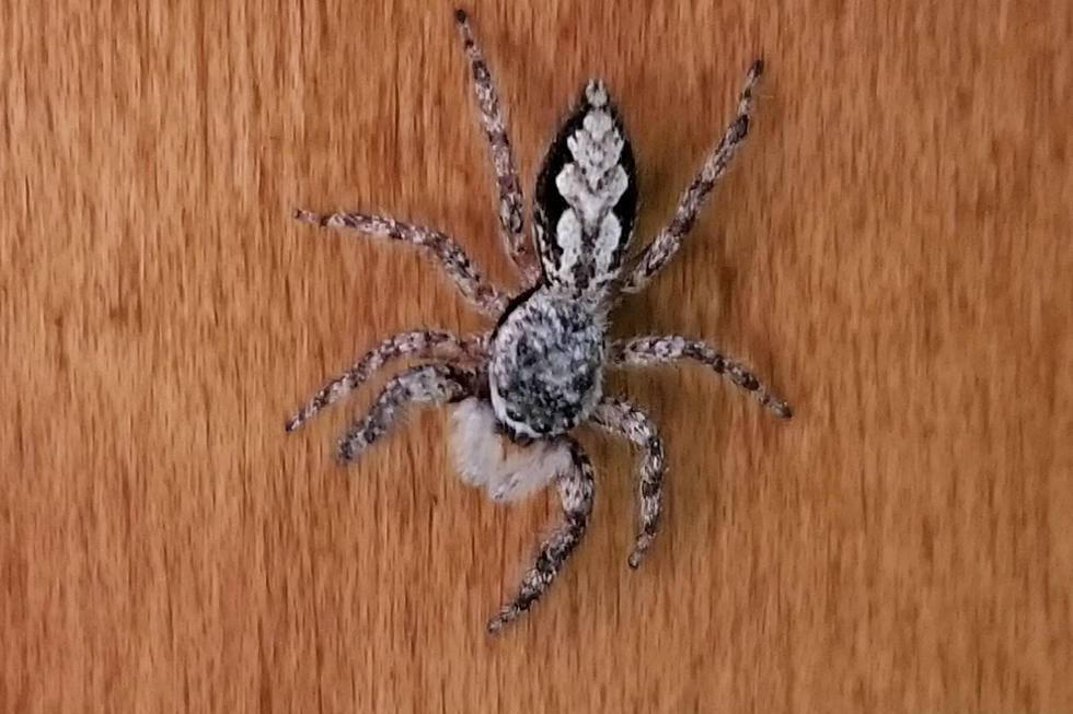 Think Twice About Killing That Spider That Came Into Your New England Home for the Winter