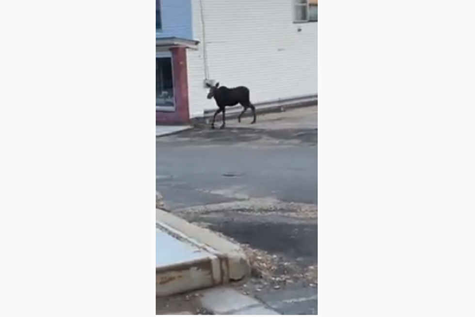 Moose on the Loose in Downtown Rumford This Morning