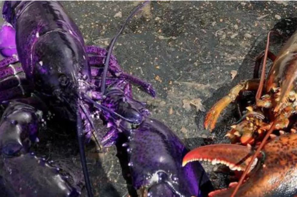 Rare Purple Lobster in Maine Is Joke That Fools Everyone