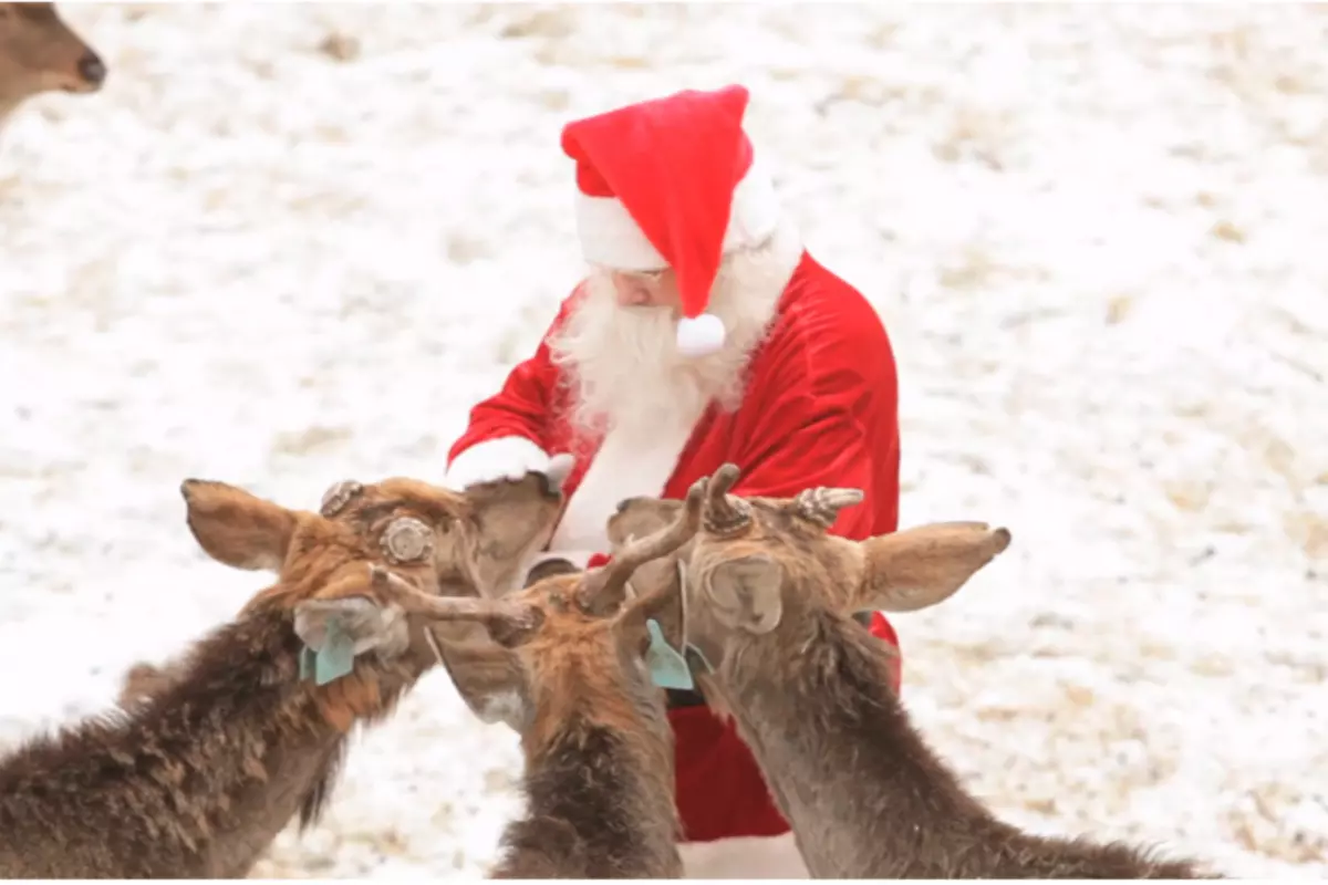 The North Pole Vet Clears Reindeer To Fly With Santa