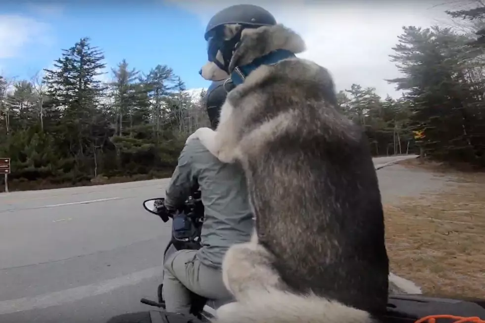 Yes, That Is a Dog Riding on the Back of a Motorcycle Through Acadia National Park [VIDEO]