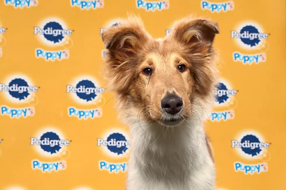 Duncan from Maine Wins the 2020 Puppy Bowl