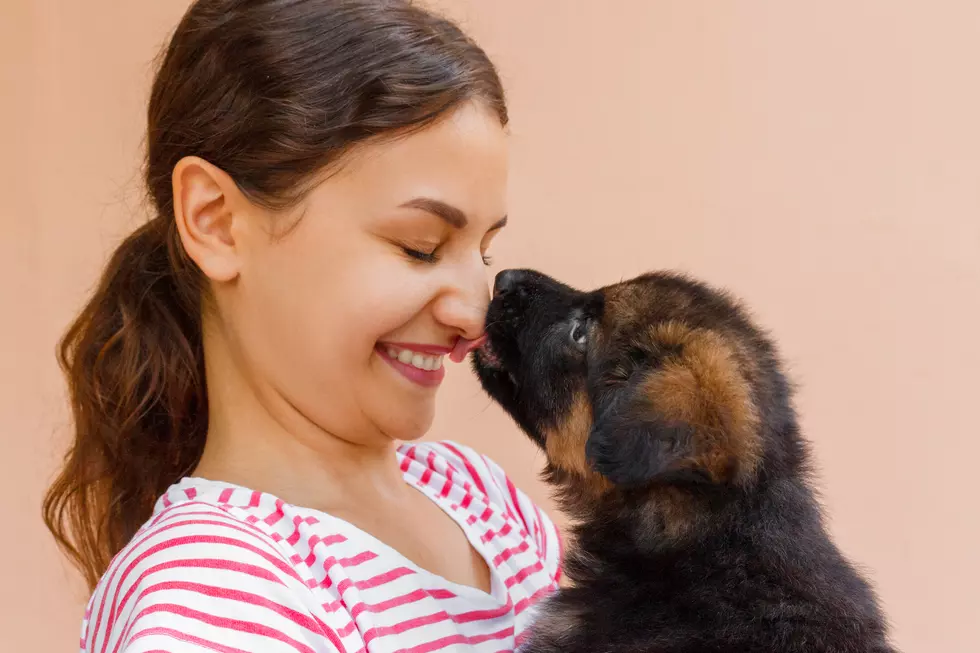 Maine Animal Shelter Will Deliver Valentine's Day Puppy Snuggles