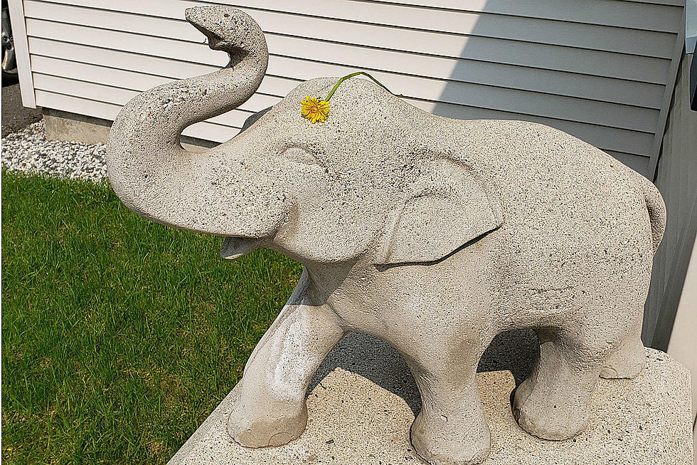 Brunswick Resident Searching For 150lb Concrete Elephant Stolen From Their Front Porch