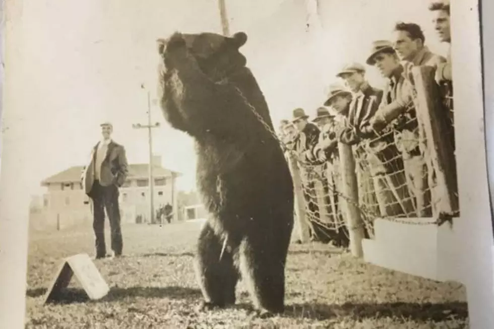 The University of Maine Used To Have a Real Black Bear Mascot