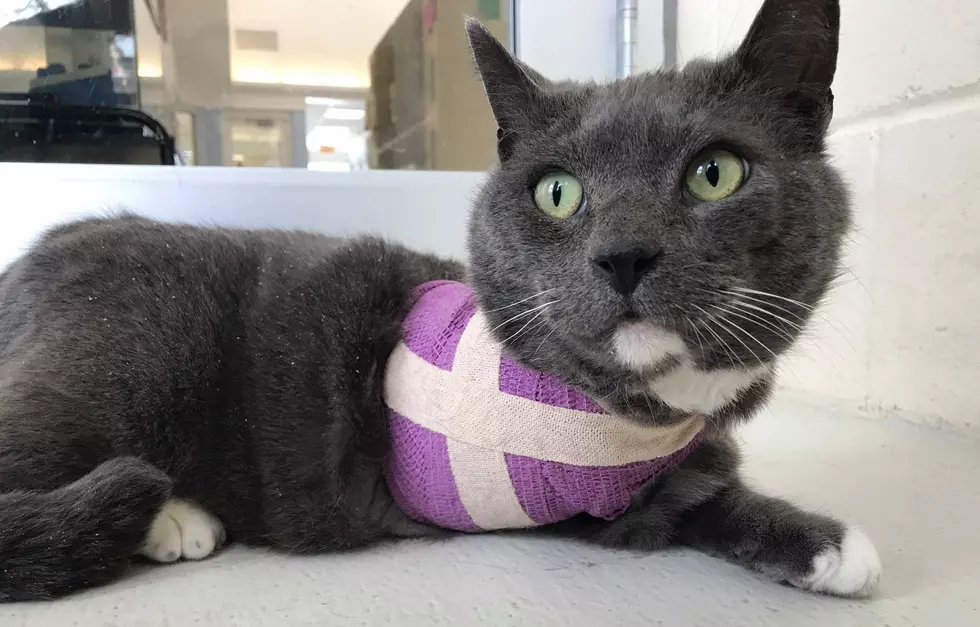 Bruce, a 3-Legged Cat in a Maine Shelter is Looking For a Home