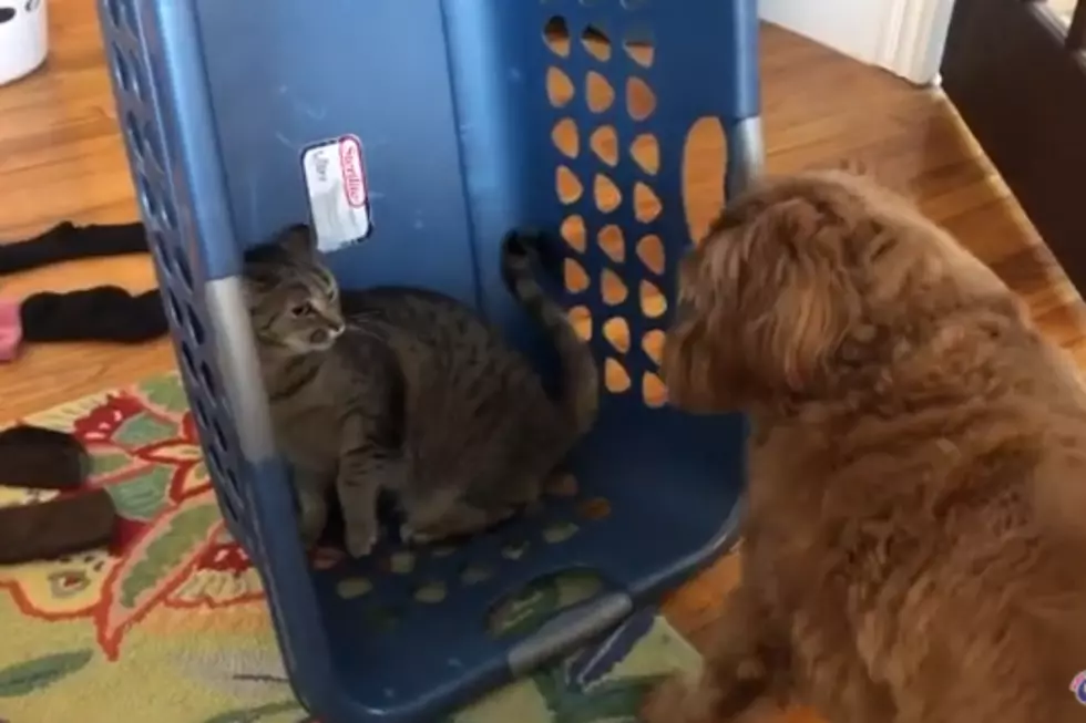 WATCH: Cat and Dog Fight - Social Distancing Entertainment