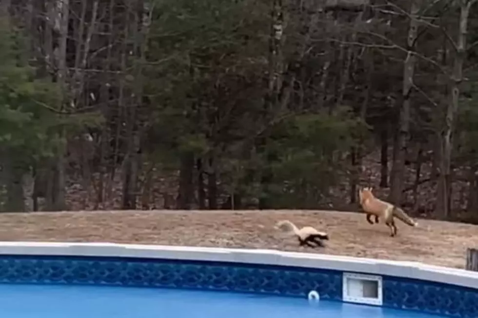 Watch Fox and Skunk Play in Backyard in Greene
