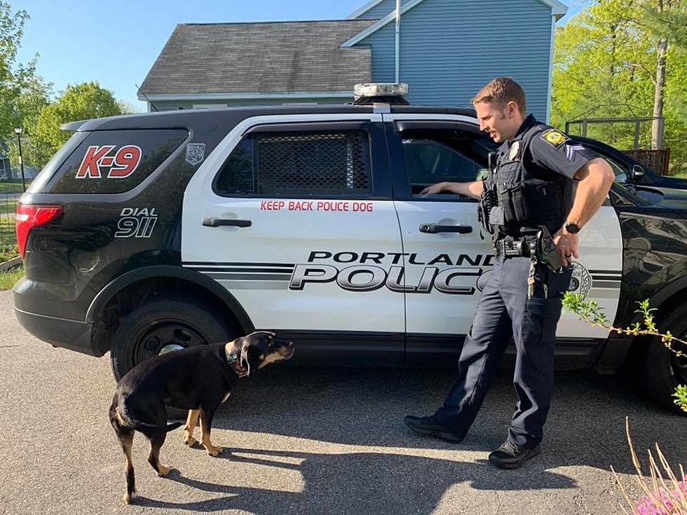 Police Dog Job Shadow In Portland Will Make You Smile