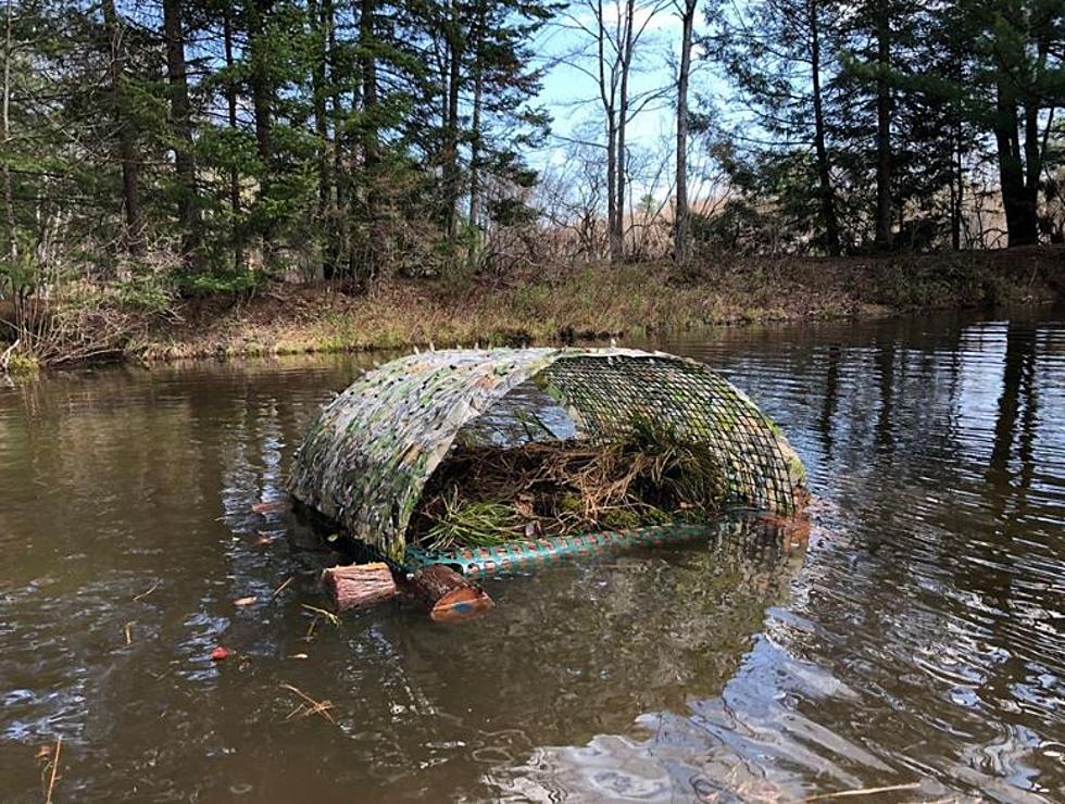 First Ever Loon Nesting Platform on Highland Lake in Bridgton