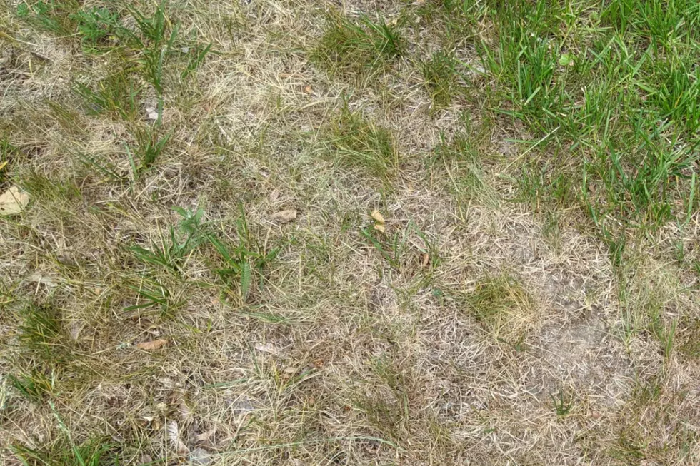 Lawn Brown? Most of Maine is Experiencing a Moderate Drought