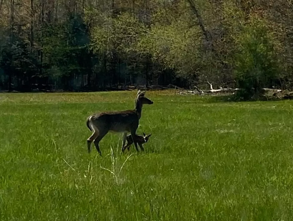 Bridgton Hospital’s Birthing Center is So Awesome, Deer Want In