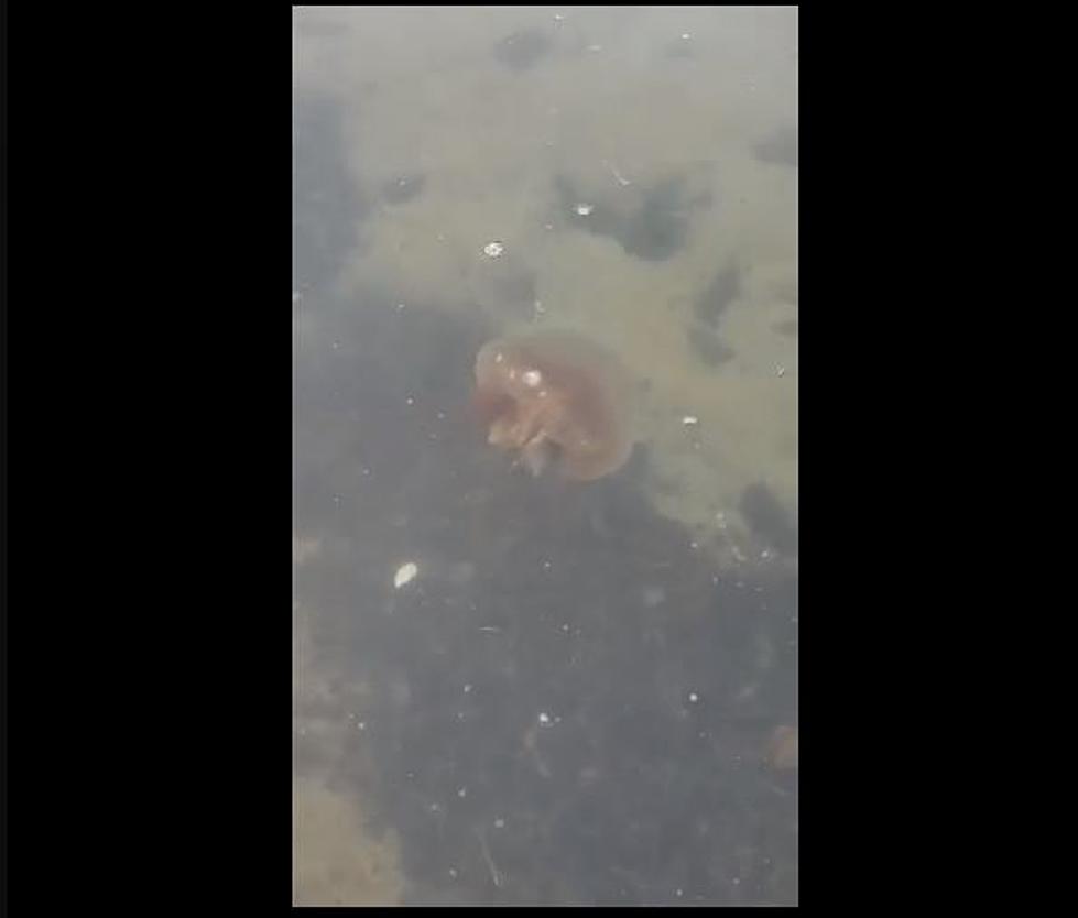 WATCH: Jellyfish at Ferry Beach in Saco