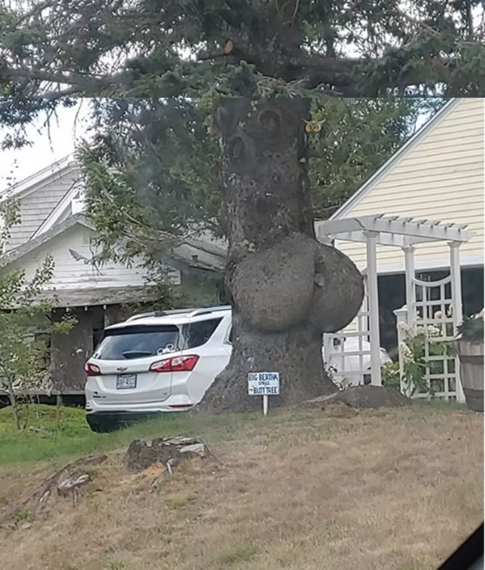 Tree in Maine Has a Big Booty That Will Make You Do a Double-Take