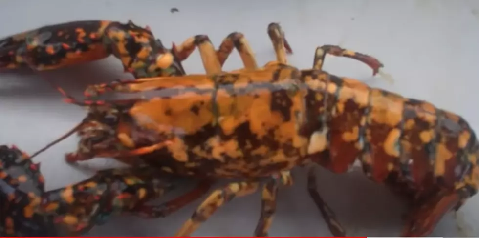 Two Rare Lobsters Caught In Maine