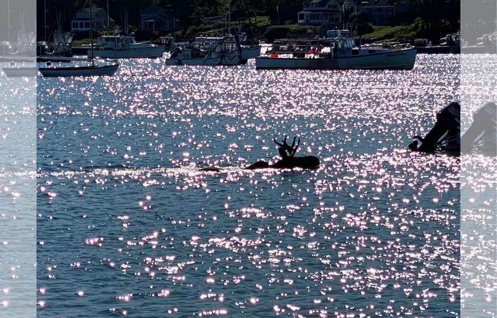 Moose Spotted Taking a Dip in Midcoast Maine Over The Weekend