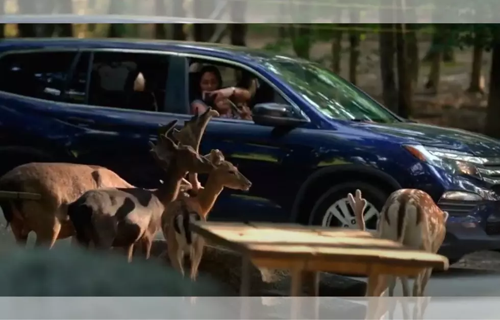 New England Zoo Offers Zoo Experience Without Leaving Your Car