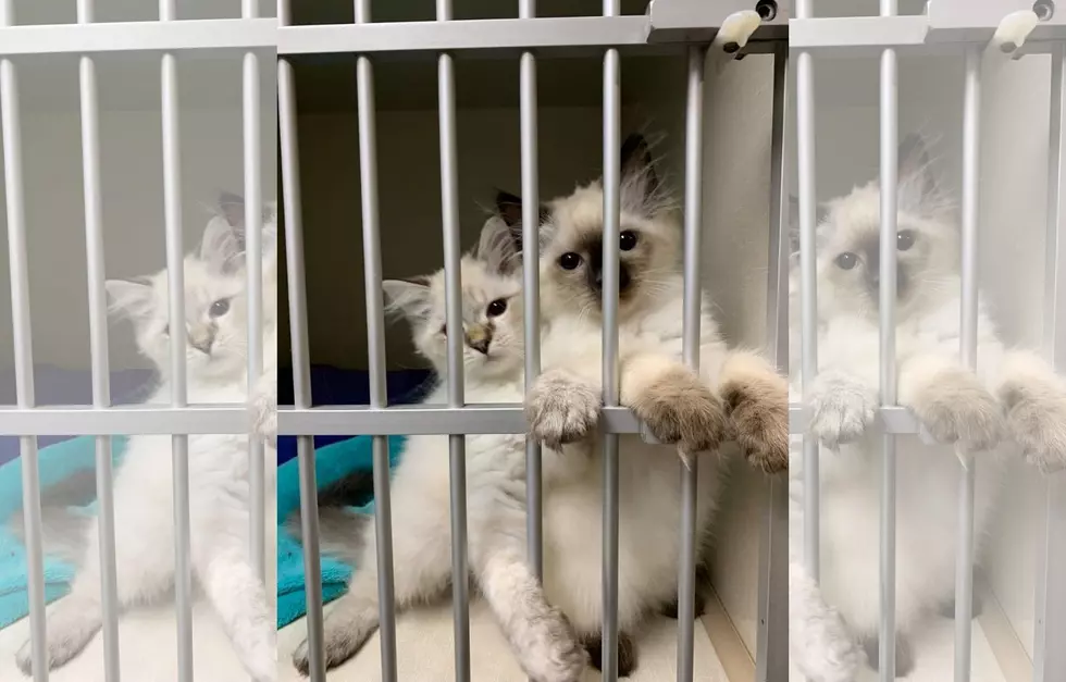 Maine Police Department Welcoming The CUTEST New Recruits