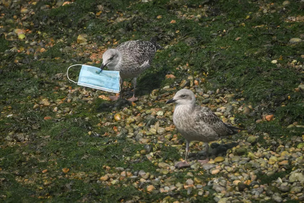 Cut the Straps On Your Disposable Masks - It's Affecting Wildlife