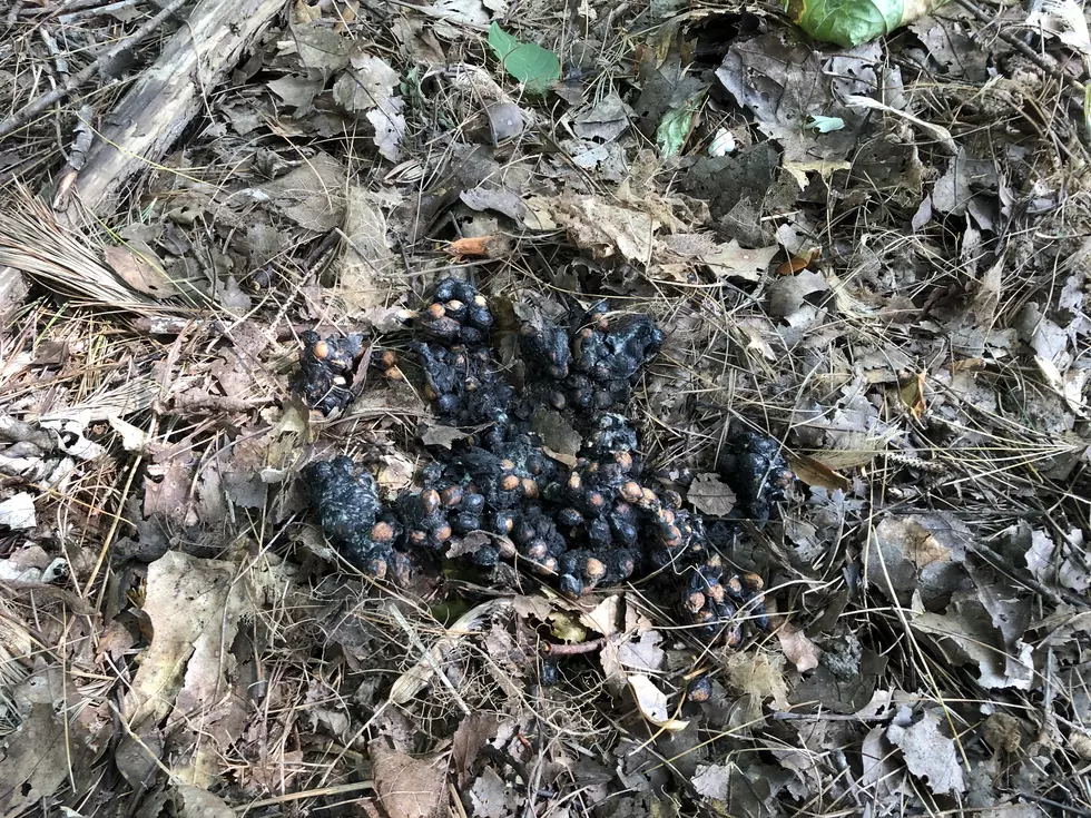 Is This Black Bear Poop in My Backyard in Falmouth?