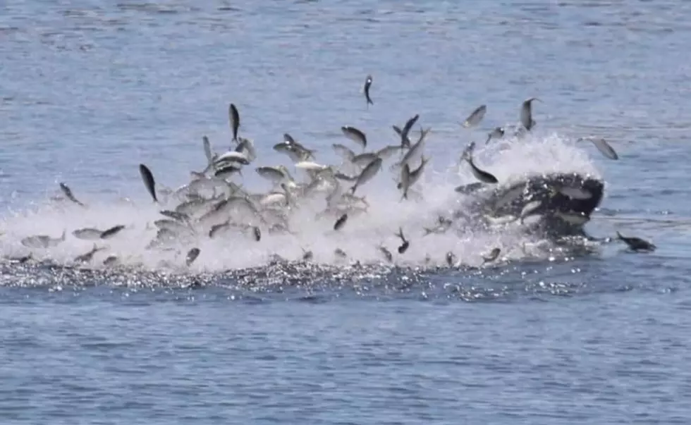 Is This a Shark or Whale at the Mouth of the Damariscotta River?