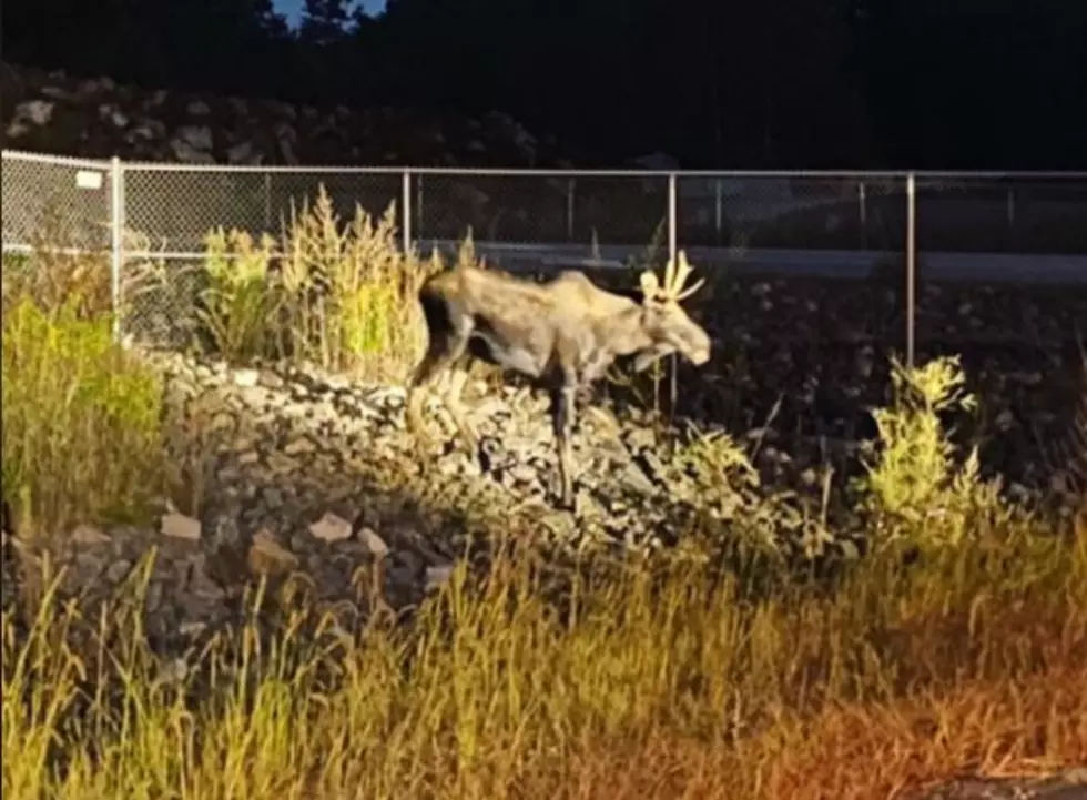 Scarborough Moose May Be Same Moose Seen in South Portland