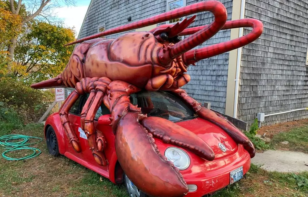 Unique Maine Lobster Beetle Could Be Yours