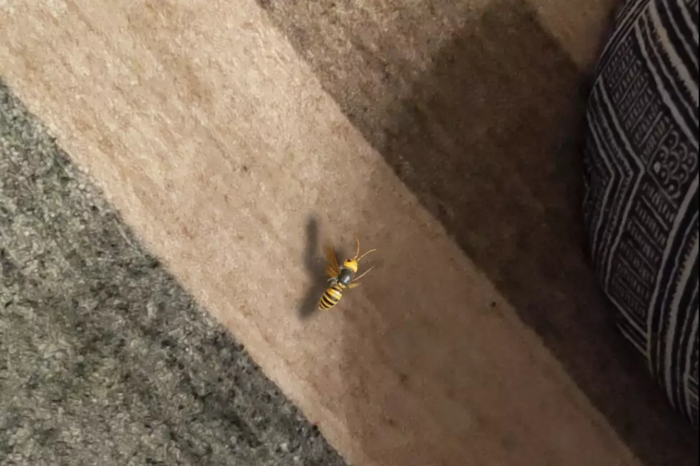 How I Made My Girlfriend Think There Was a Murder Hornet in the House