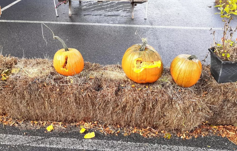 Perpetrator Pens &#8220;Peter&#8221; Pattern on Pumpkins in Maine