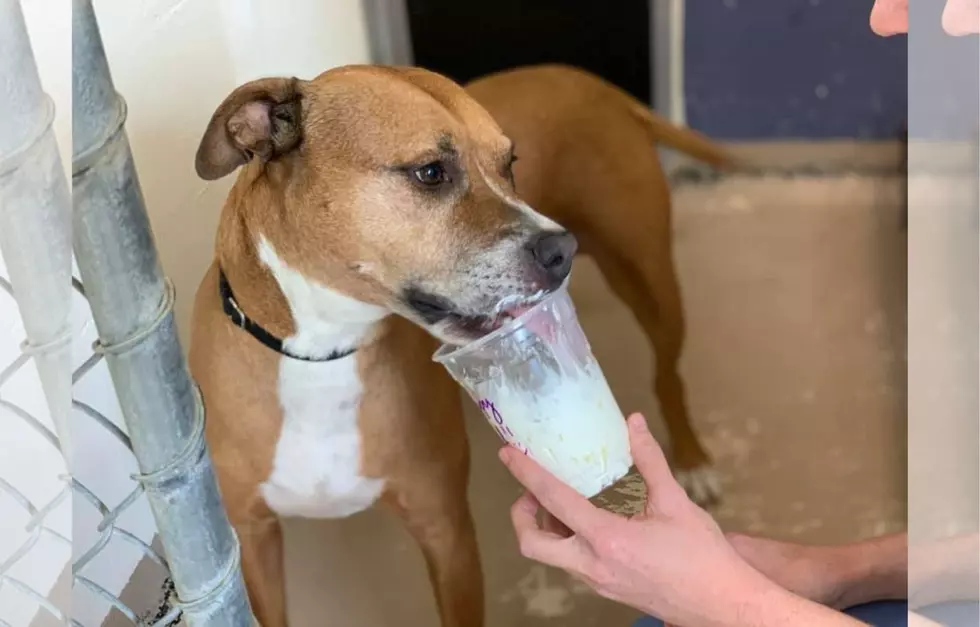 Maine Shelter Dogs Have Day Made With Aroma Joe&#8217;s Delivery