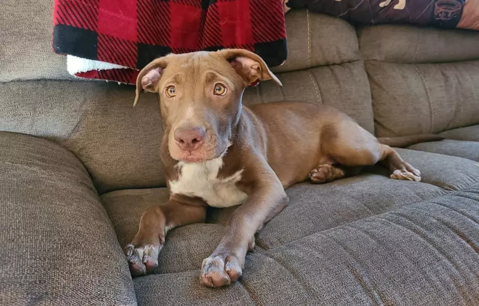 Help This Sweet Maine Puppy Get Life Saving Surgery