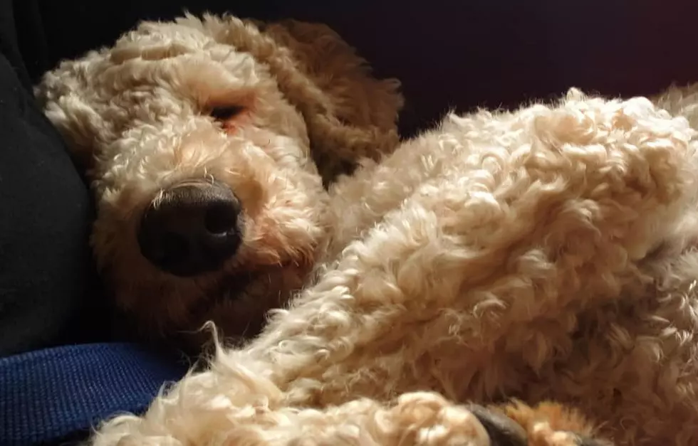 Carjacking Attempt in Maine Lowe’s Parking Lot Foiled By Poodle