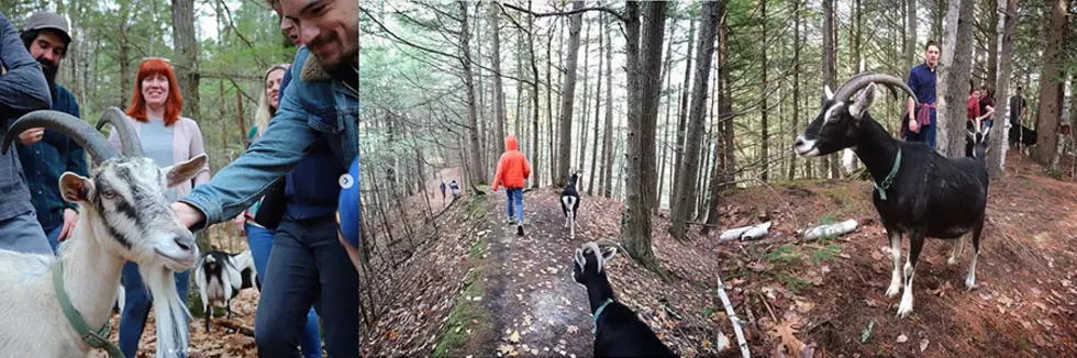 Take a Hike With Goats in Gray on Veterans Day