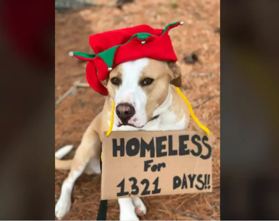 Adorable Dog in a Maine Shelter for Nearly 4 Years Is Looking for a Forever Home