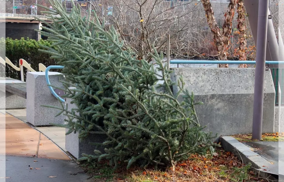 In Pure 2020 Fashion, Auburn's Christmas Tree Broke
